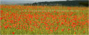 poppy panorama