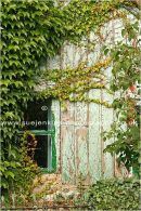  �the ivy�