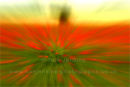 poppy zoom burst