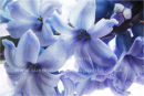 hyacinth, up close and personal