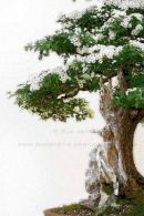 bonsai