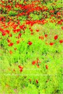 flowers of the field