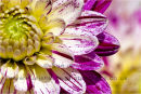 dahlia