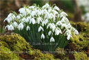 promise of spring