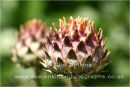 artichoke, summer
