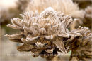artichoke, winter