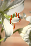 anthers