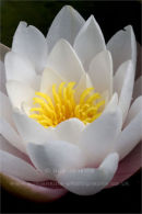 waxy water lily