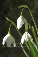 drooping snowdrops