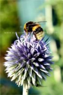 bee feeding