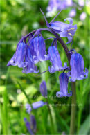 bluebells