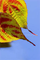 �a pair of leaves�