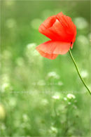 single poppy