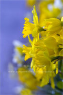 daffodils