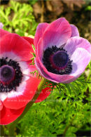 anemones