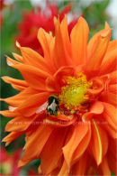 deep orange