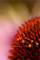 echinacea