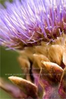 artichoke flower