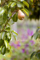 pear