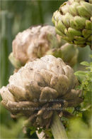 artichoke