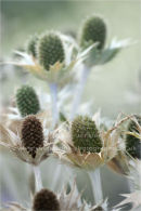 sea holly