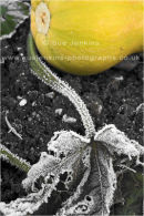 frost at the allotment