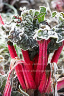 more frost at the allotment