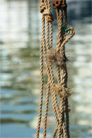 knots