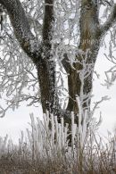 a winter tree