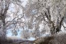 hanging frost