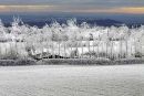 frosted trees