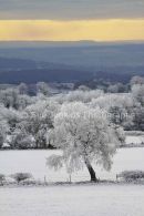 hoar frost