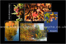 autumn *