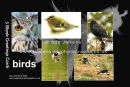 new ....... birds