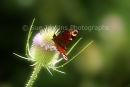 butterfly