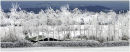 frosted trees