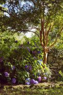 hydrangea