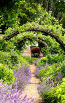 lavender arch