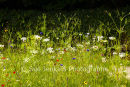 meadow