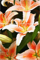 orange lily