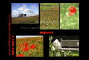 new ..... poppies