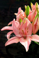 pink lily