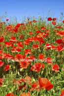 poppies