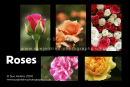 new ...... roses