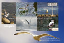 new ..... seagulls