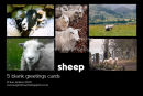 new ..... sheep
