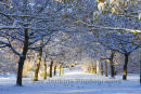 snow clad avenue