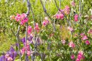 sweet peas