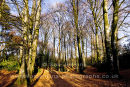 long shadows