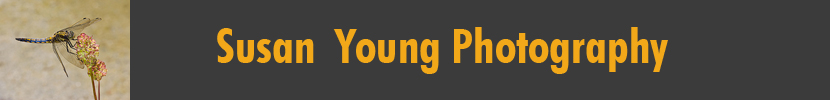 Susan Young Photography